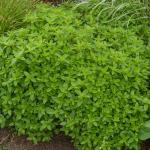 Aromatiques - Origan - Marjolaine Vivace - face recto